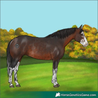 Horse Color:Brown Splash Rabicano  and Brown Splash Rabicano 