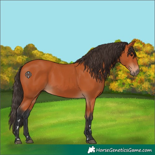 Horse Color:Bay 