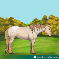 Horse Color:Red Dun Appaloosa  and Red Dun Appaloosa 
