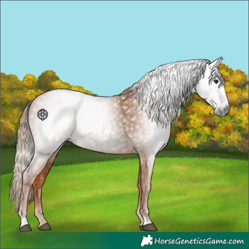 Horse Color:Gray Chestnut 