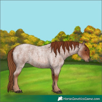 Horse Color:Red Roan 