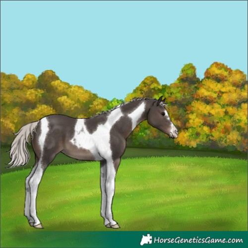 Horse Color:Silver Black Tobiano 
