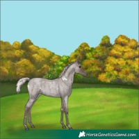 Horse Color:White Spotted Silver Blue Roan 