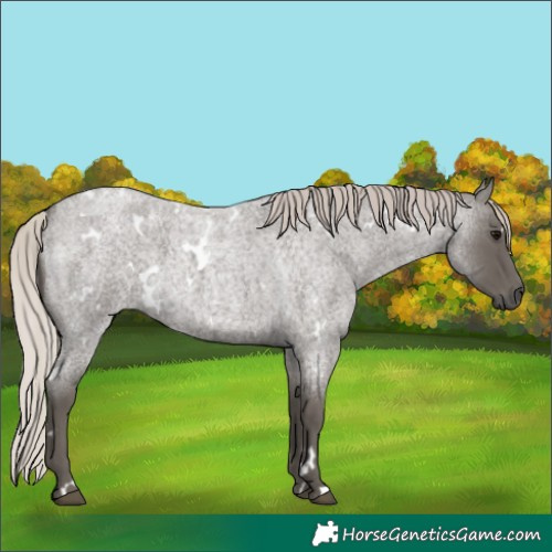 Horse Color:White Spotted Silver Blue Roan 