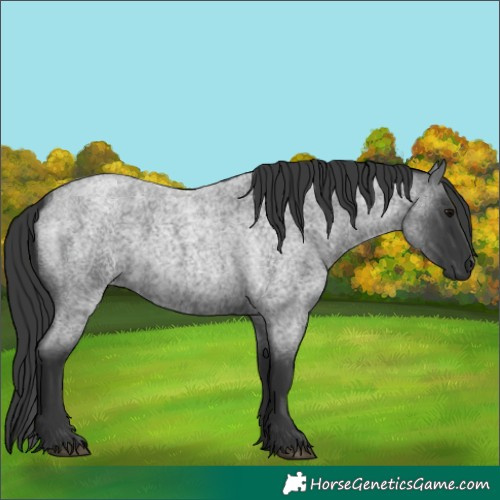 Horse Color:Blue Roan 
