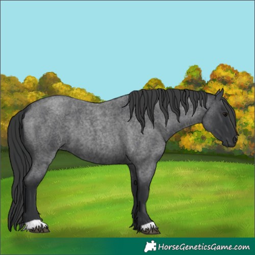 Horse Color:Blue Roan 