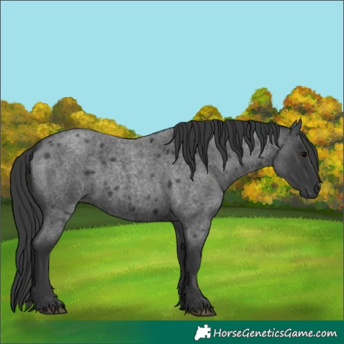 Horse Color:Blue Roan 