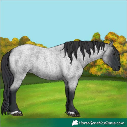 Horse Color:Blue Roan 
