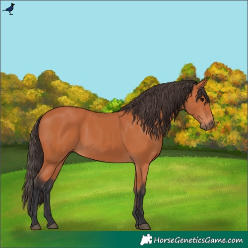 Horse Color:Bay Rabicano 