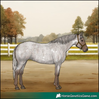 Horse Color:White Spotted Silver Blue Roan 