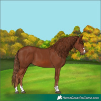 Horse Color:Chestnut 