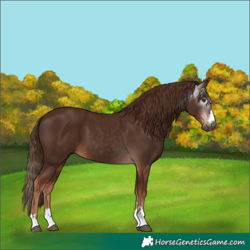 Horse Color:Gray Chestnut 