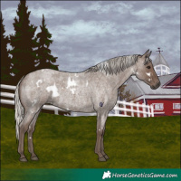 Horse Color:White Spotted Silver Blue Roan