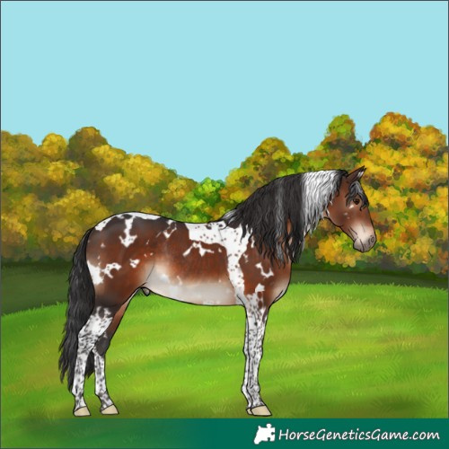 Horse Color:White Spotted Brown Tobiano Rabicano 