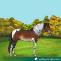 Horse Color:Brown Tobiano 