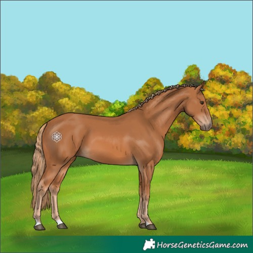 Horse Color:Chestnut 