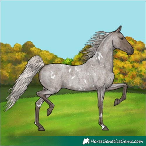 Horse Color:White Spotted Silver Blue Roan 