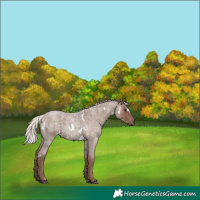 Horse Color:White Spotted Silver Blue Roan 
