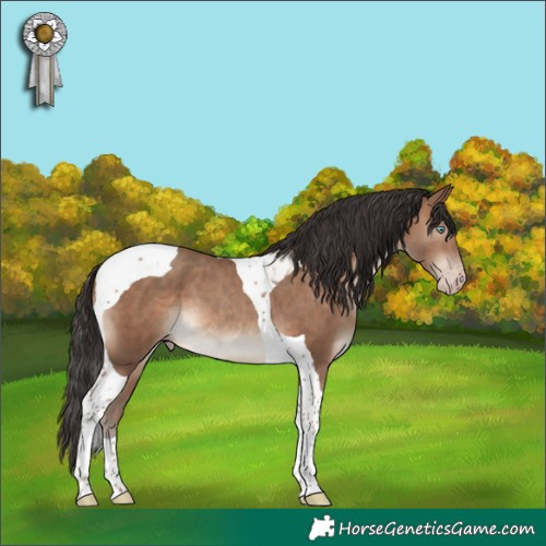 Horse Color:Sable Champagne Tobiano 