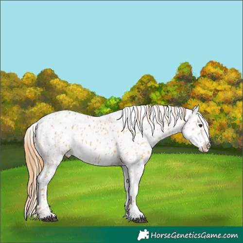 Horse Color:Red Dun Appaloosa  and Red Dun Appaloosa Rabicano 