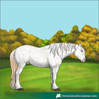 Horse Color:Red Dun Near Leopard  and Red Dun Near Leopard Rabicano 