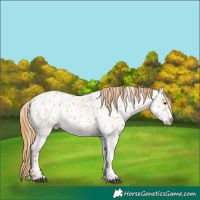 Horse Color:Red Dun Appaloosa and Red Dun Appaloosa Rabicano