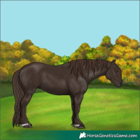 Horse Color:Liver Chestnut 