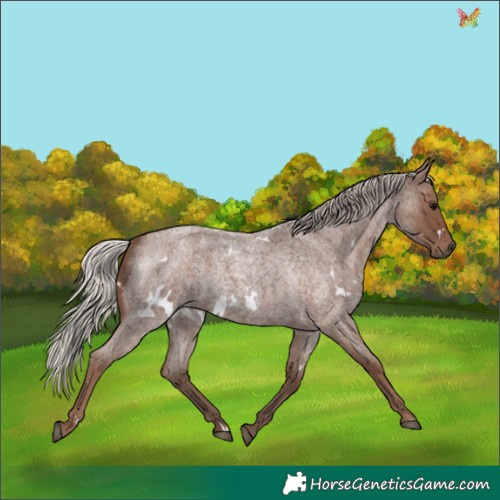 Horse Color:White Spotted Silver Blue Roan