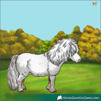 Horse Color:Gray Red Roan