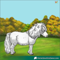 Horse Color:Gray Red Roan 