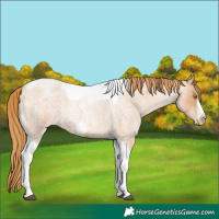 Horse Color:Red Roan Pearl Tobiano Frame 