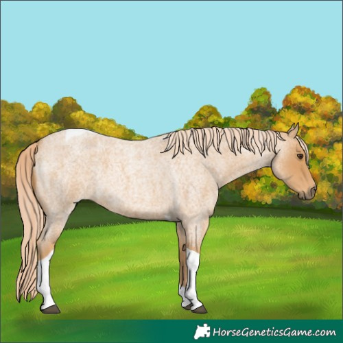 Horse Color:Red Roan Tobiano 