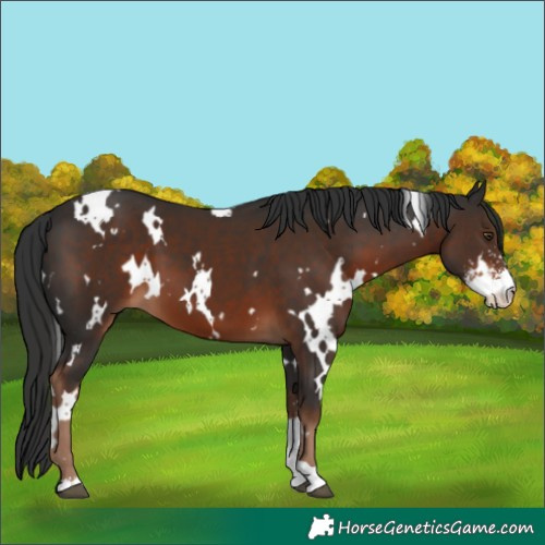 Horse Color:White Spotted Liver Chestnut Sabino 