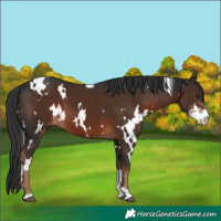 Horse Color:White Spotted Liver Chestnut Sabino