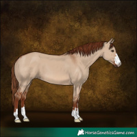 Horse Color:Red Dun 