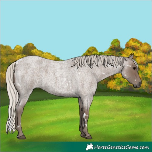 Horse Color:White Spotted Silver Blue Roan 