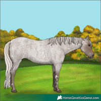 Horse Color:White Spotted Silver Blue Roan 