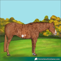 Horse Color:Chestnut Splash Frame  and Chestnut Splash Frame 