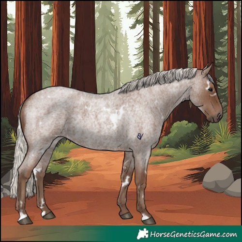 Horse Color:White Spotted Silver Blue Roan 