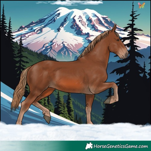 Horse Color:Chestnut Rabicano 