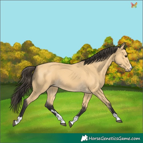 Horse Color:Buckskin 