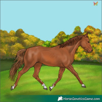 Horse Color:Chestnut 