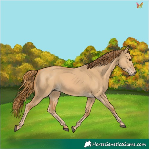 Horse Color:Red Dun