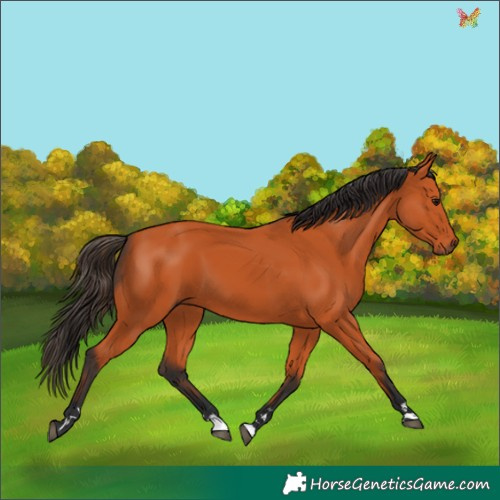 Horse Color:Bay 