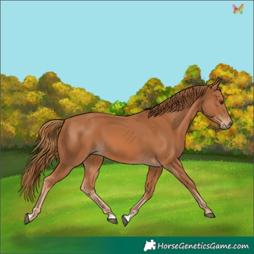 Horse Color:Chestnut 