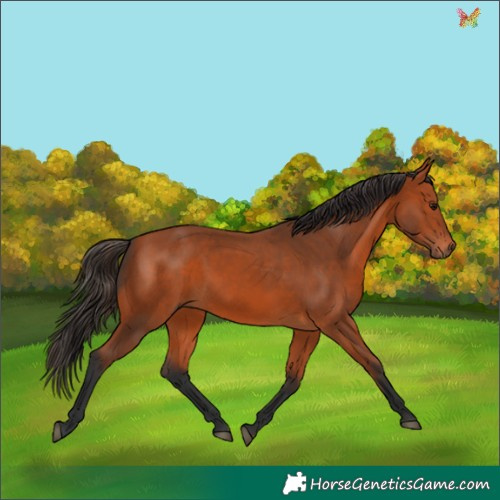 Horse Color:Bay 