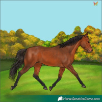 Horse Color:Bay 