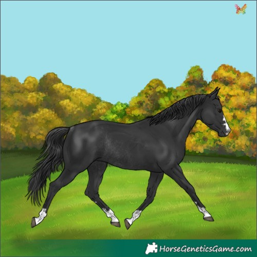 Horse Color:Black Rabicano