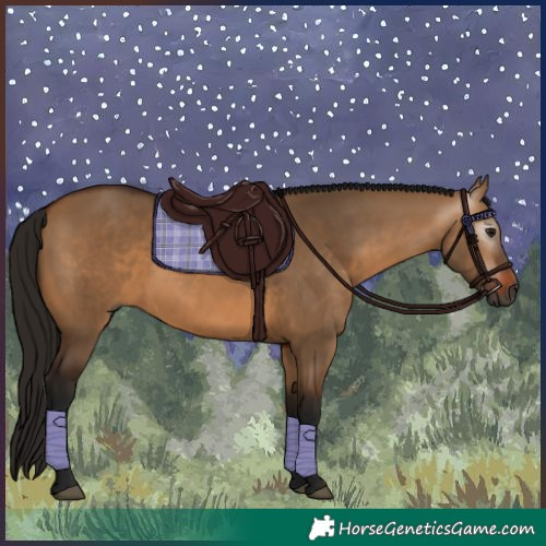 Horse Color:Gray Bay Dun 