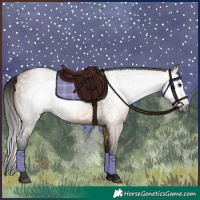 Horse Color:Gray Bay Dun 